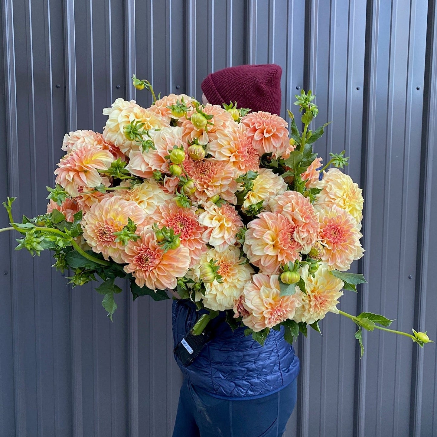 Dahlia Tuber Bracken Sarah