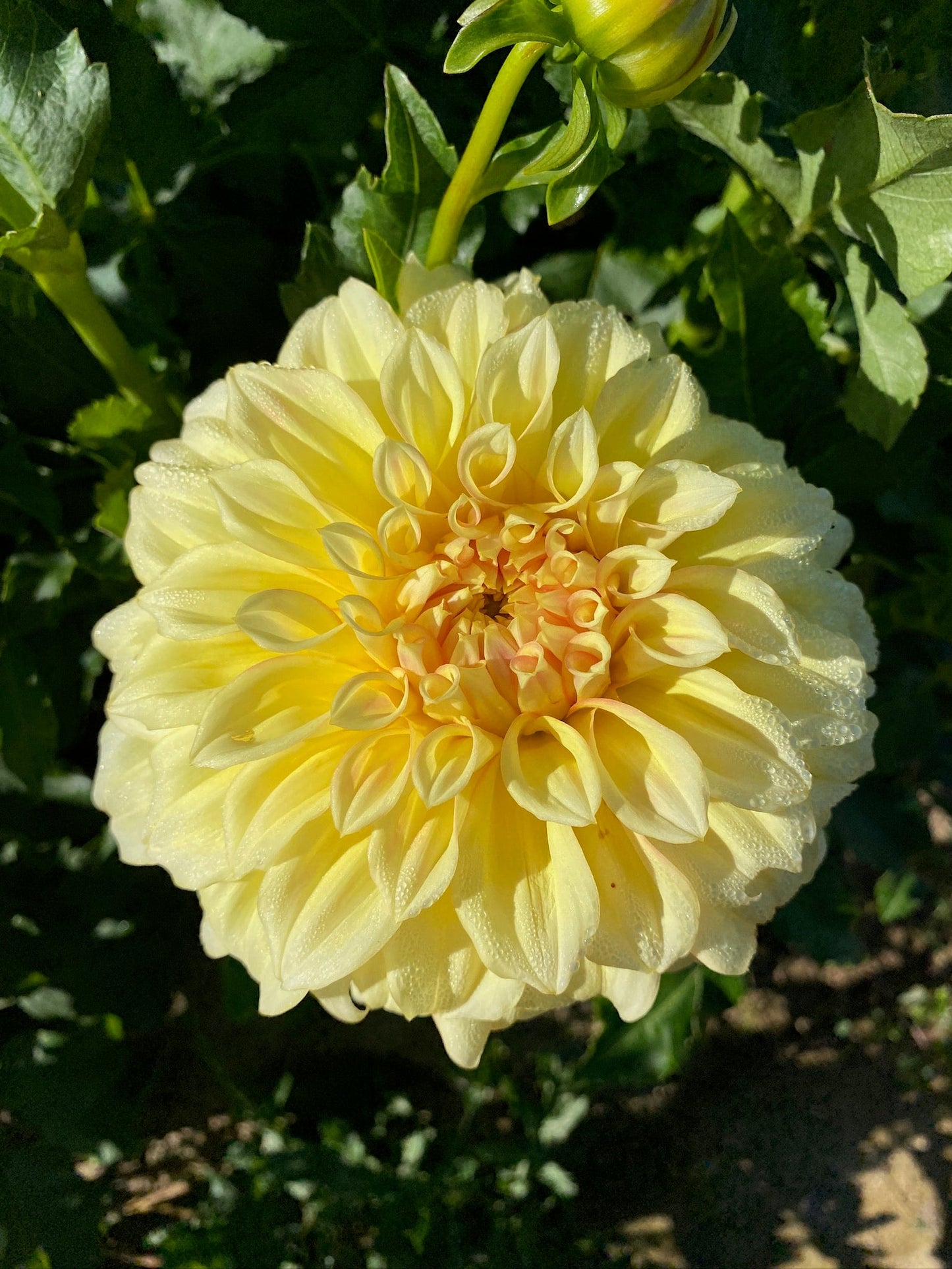 Dahlia Tuber Bracken Sarah