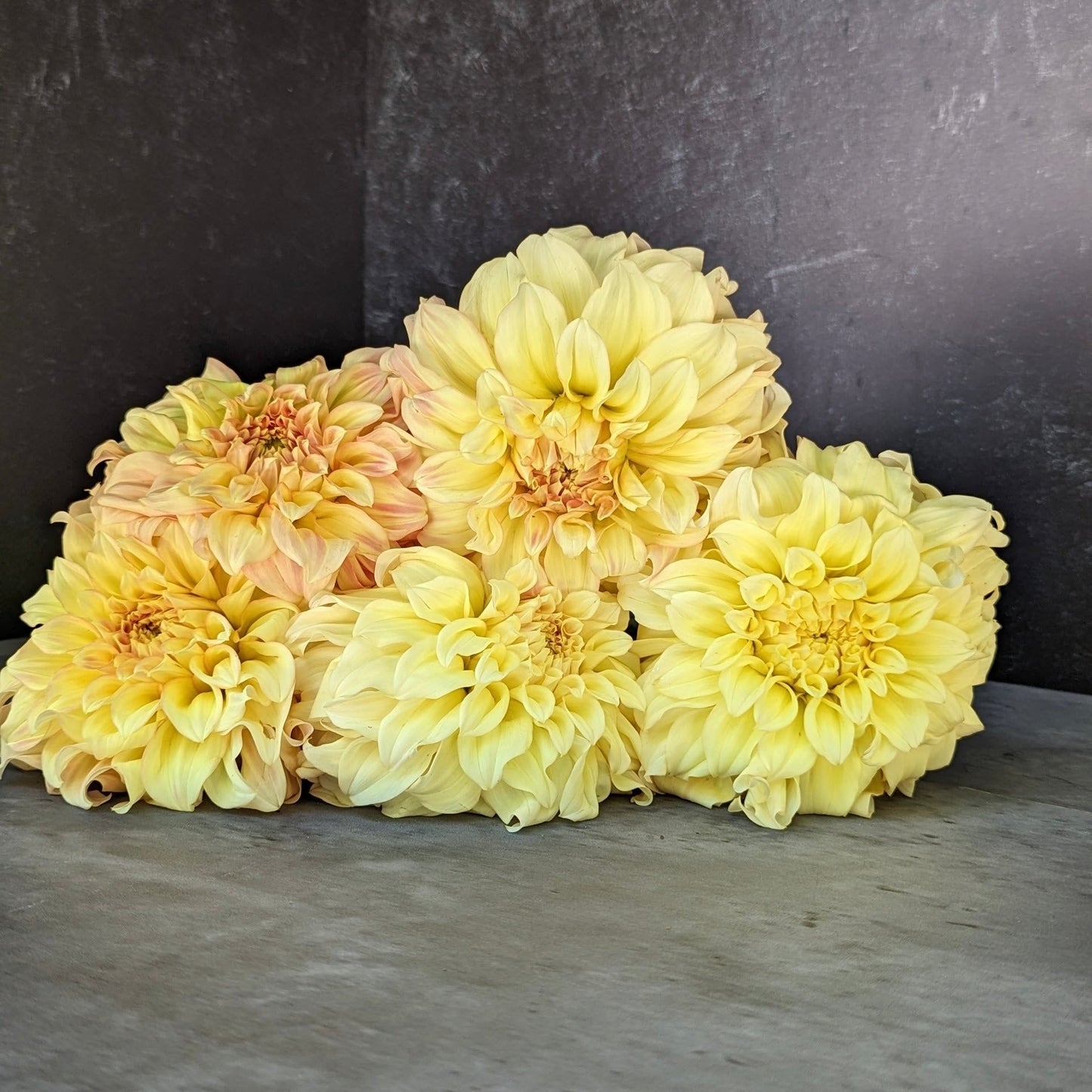 Dahlia Tuber Bracken Sarah