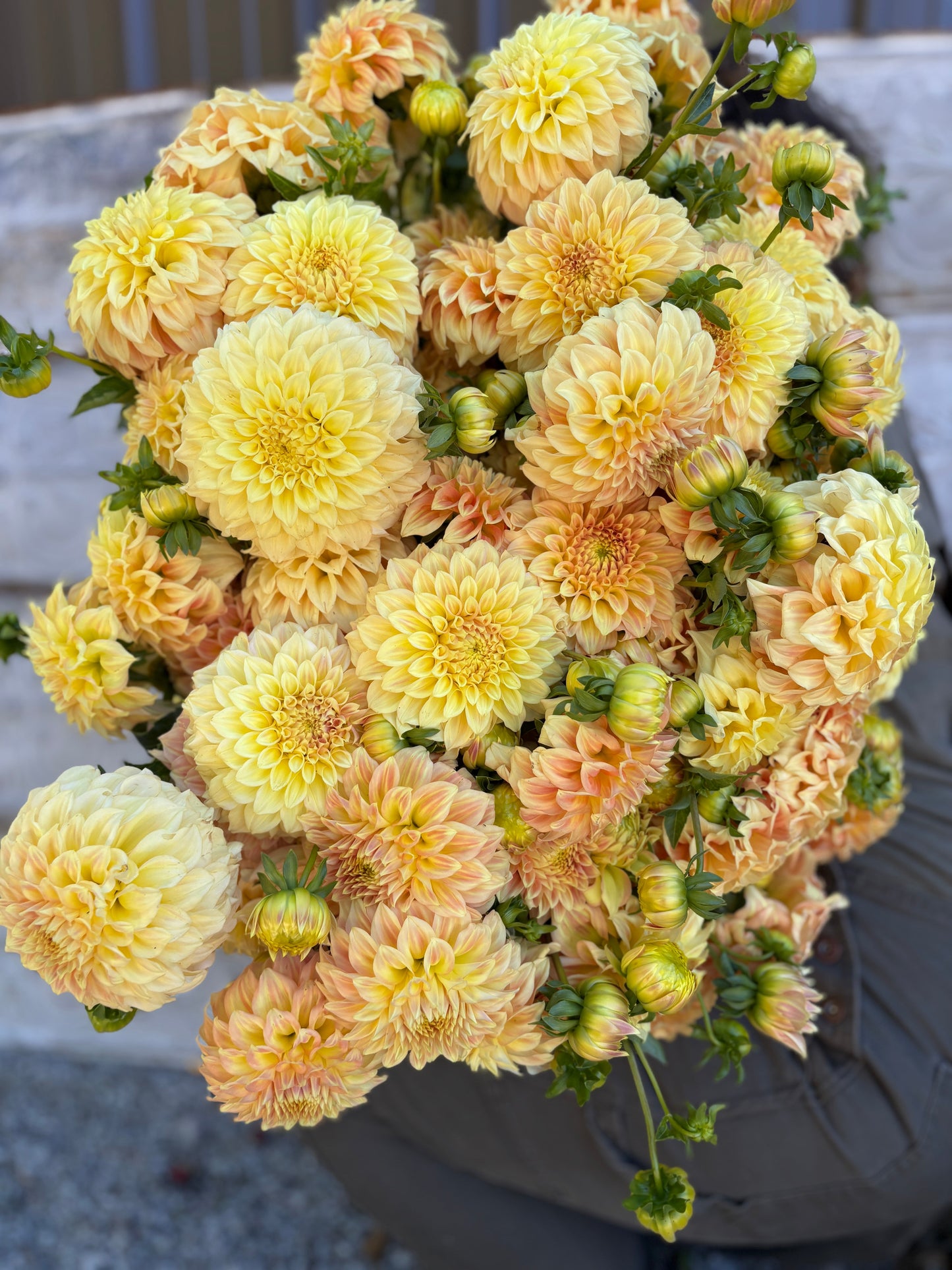 Dahlia Tuber Bracken Sarah