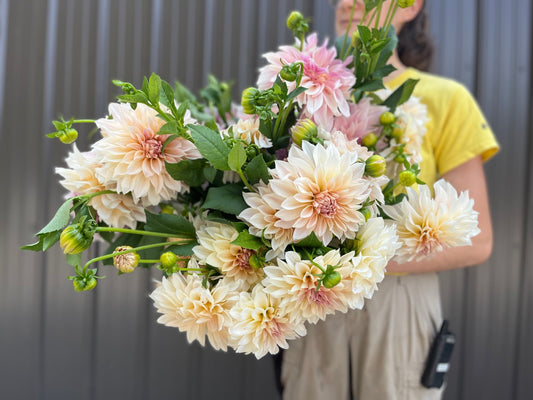 Dahlia Tuber Café au Lait