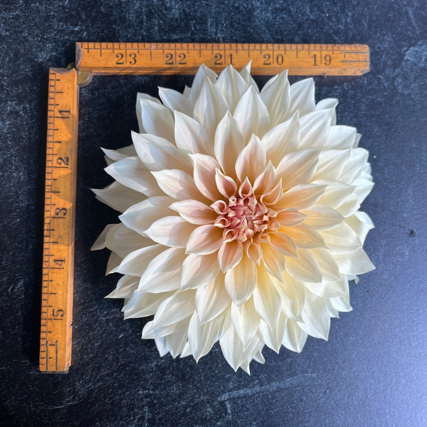 Dahlia Tuber Café au Lait
