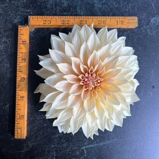 Dahlia Tuber Café au Lait