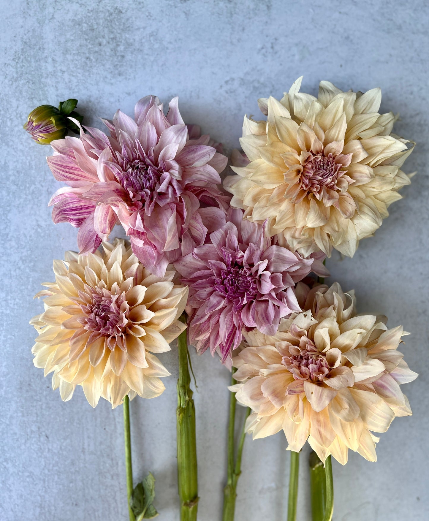 Dahlia Tuber Café au Lait