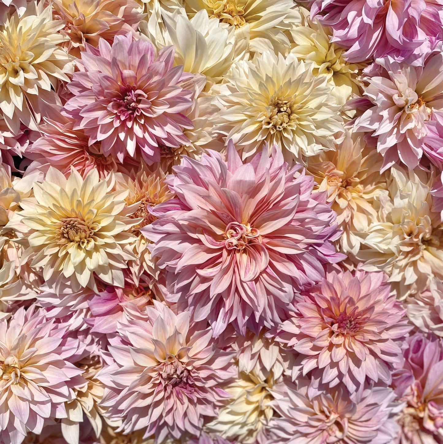 Dahlia Tuber Café au Lait