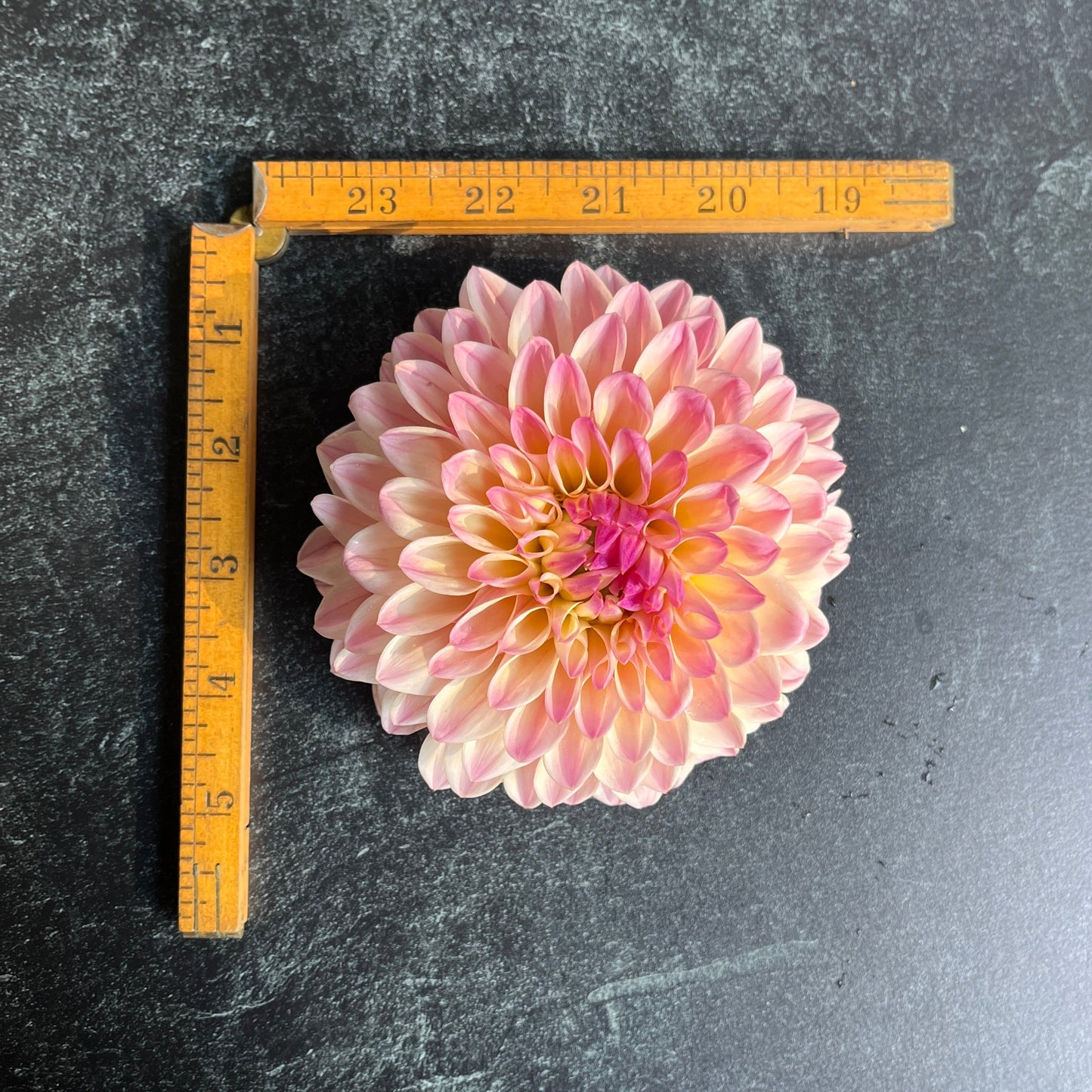 Dahlia Tuber Coralie