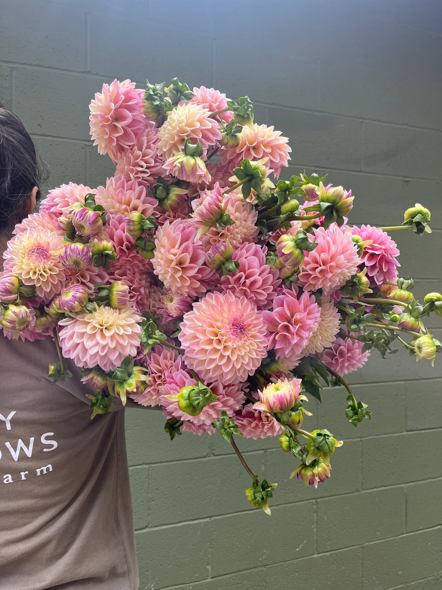 Dahlia Tuber Coralie