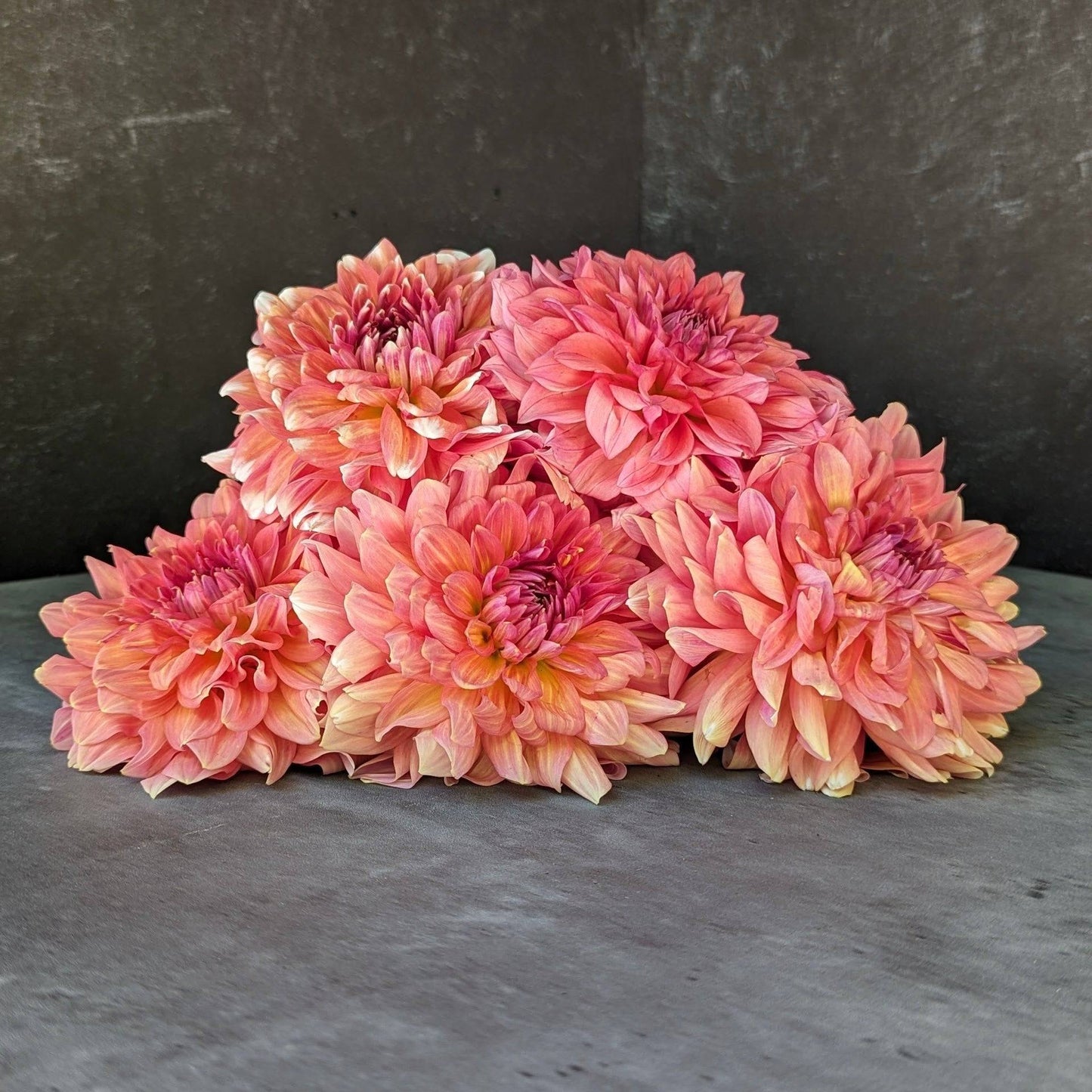 Dahlia Tuber Connecticut Coral
