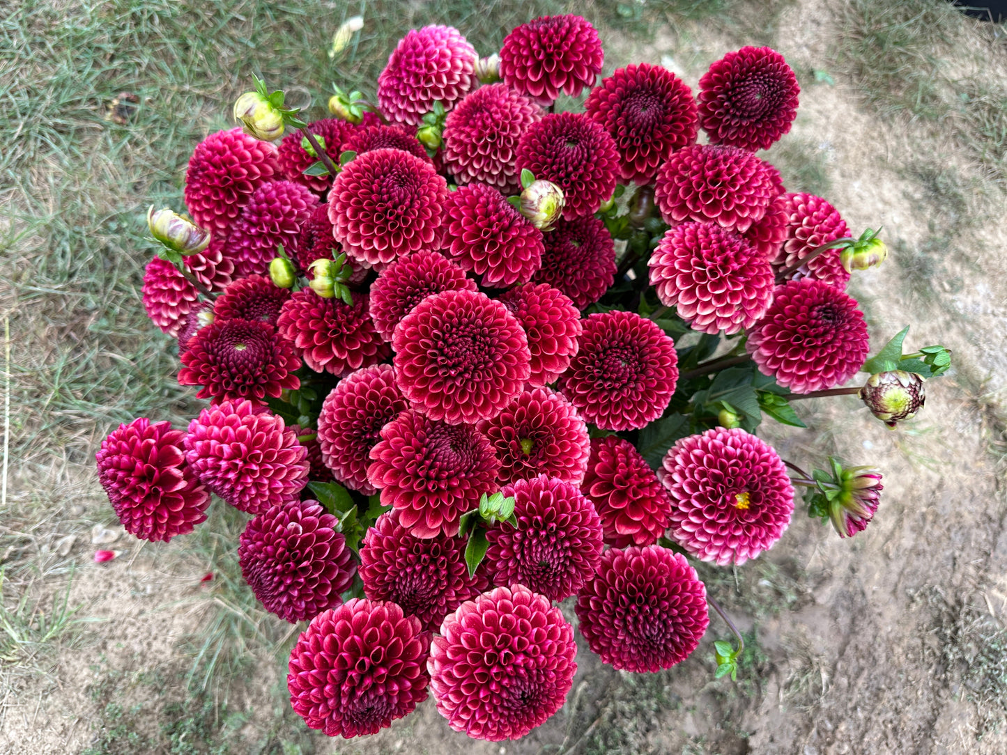 Dahlia Tuber Copper Boy