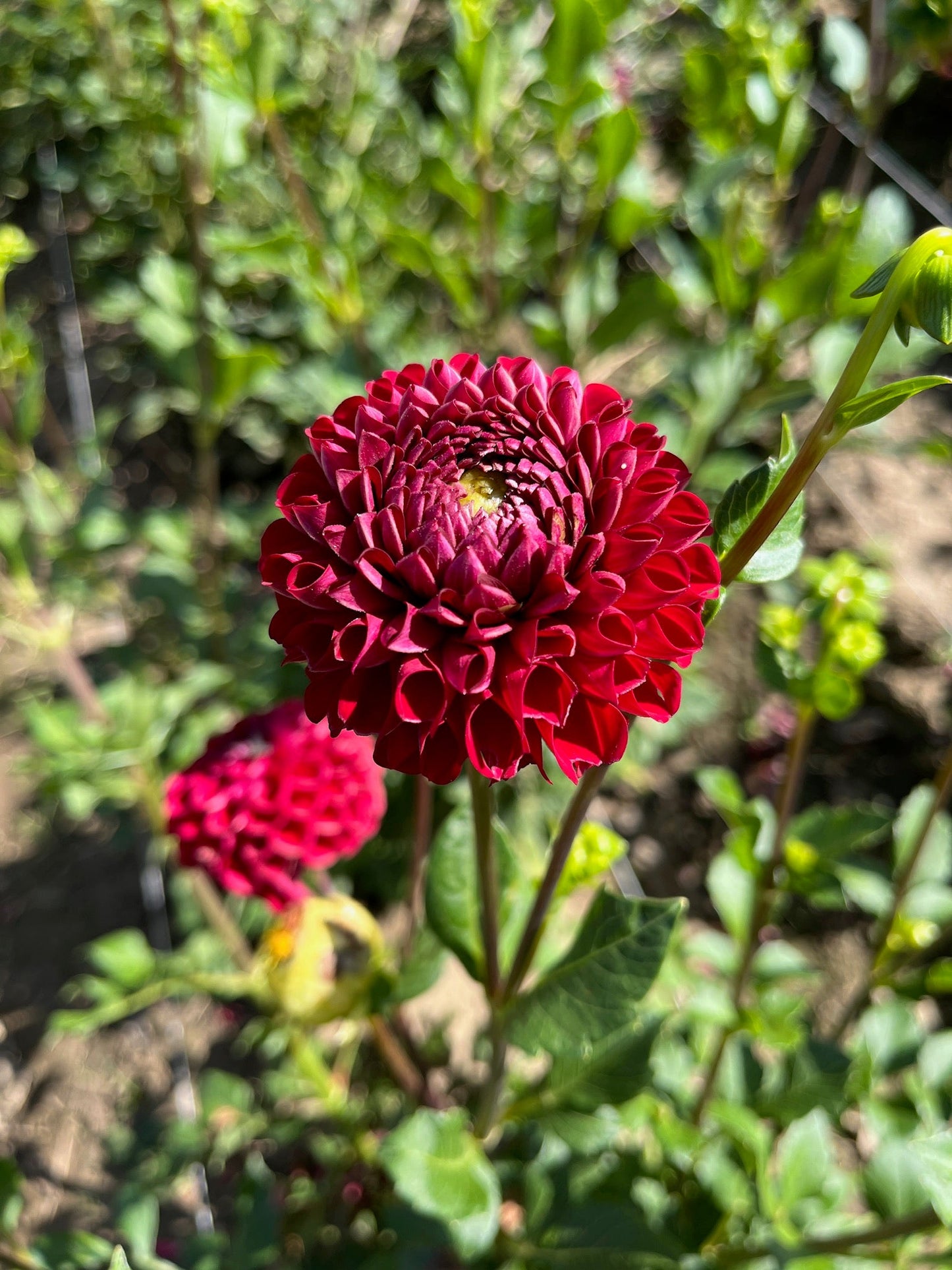 Dahlia Tuber Cornel