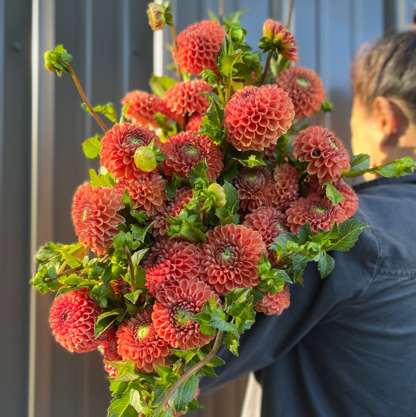 Dahlia Tuber Cornel Bronze