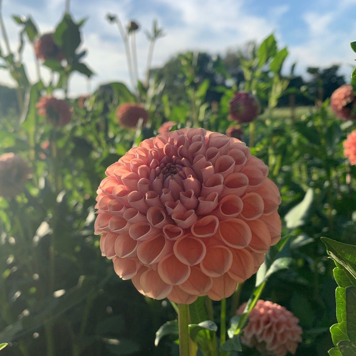 Dahlia Tuber Cornel Bronze