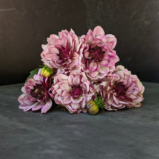 Dahlia Crème de Cassis-3 Rooted Cuttings