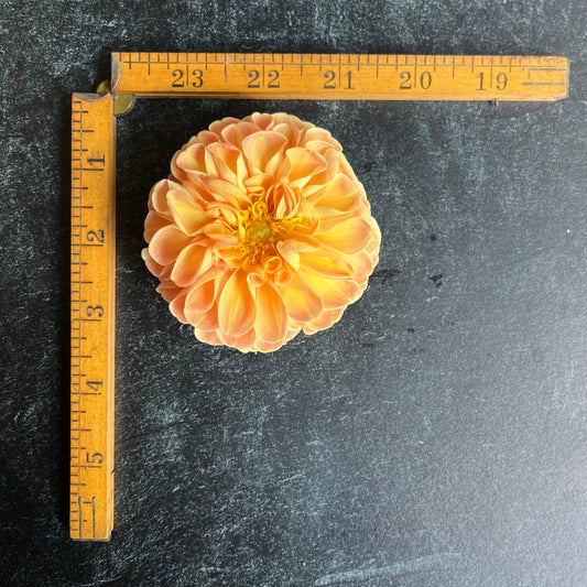 Dahlia Tuber Crichton Honey