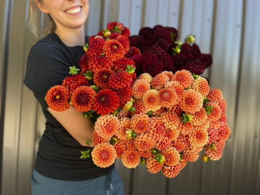 Dahlia Tuber Mix-Grab Bag-10 Tubers