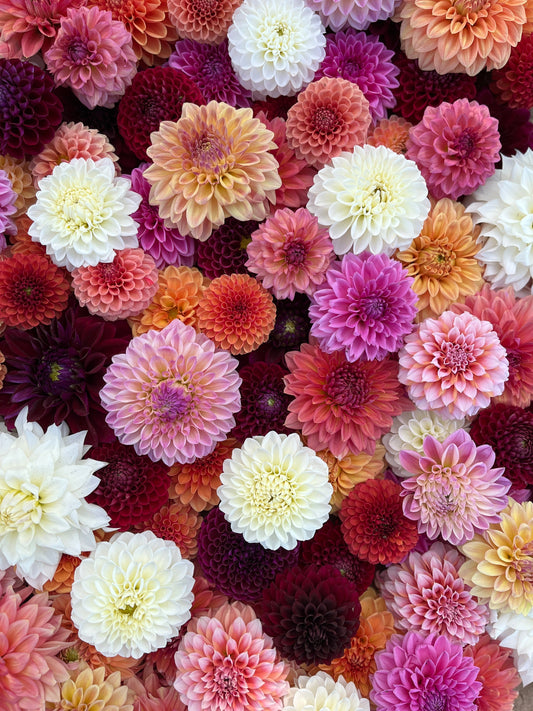 Dahlia Tuber Mix-Grab Bag-10 Tubers