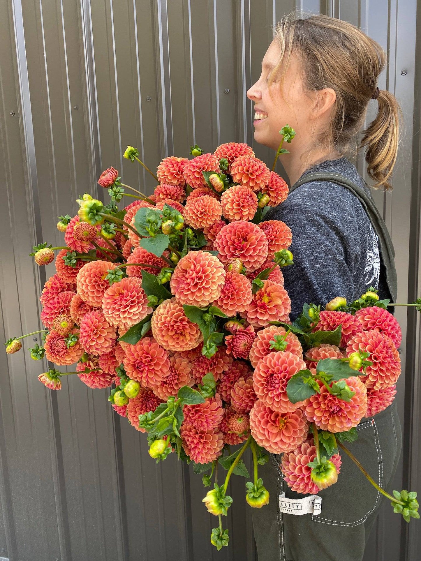 Dahlia Hy Suntan-3 Rooted Cuttings