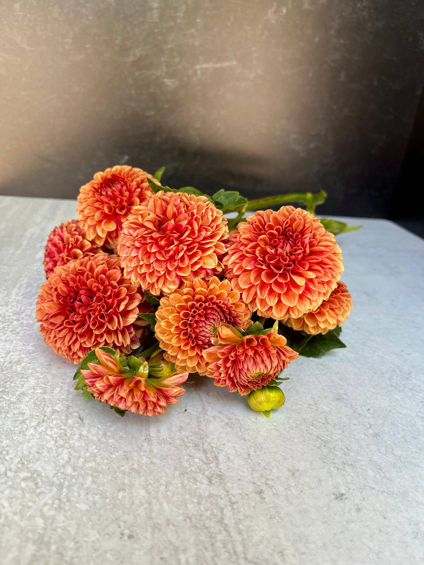 Dahlia Hy Suntan-3 Rooted Cuttings