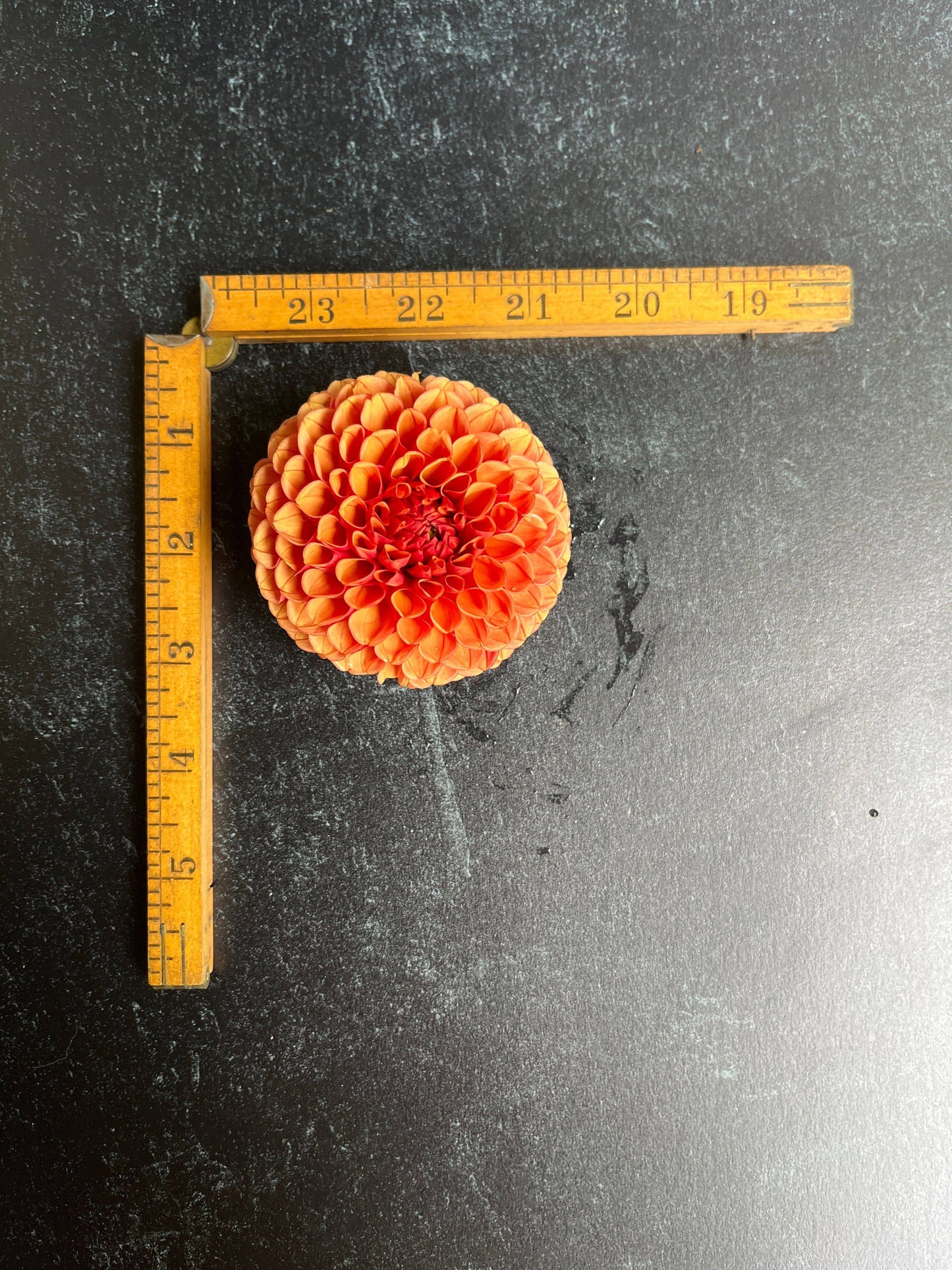 Dahlia Hy Suntan-3 Rooted Cuttings