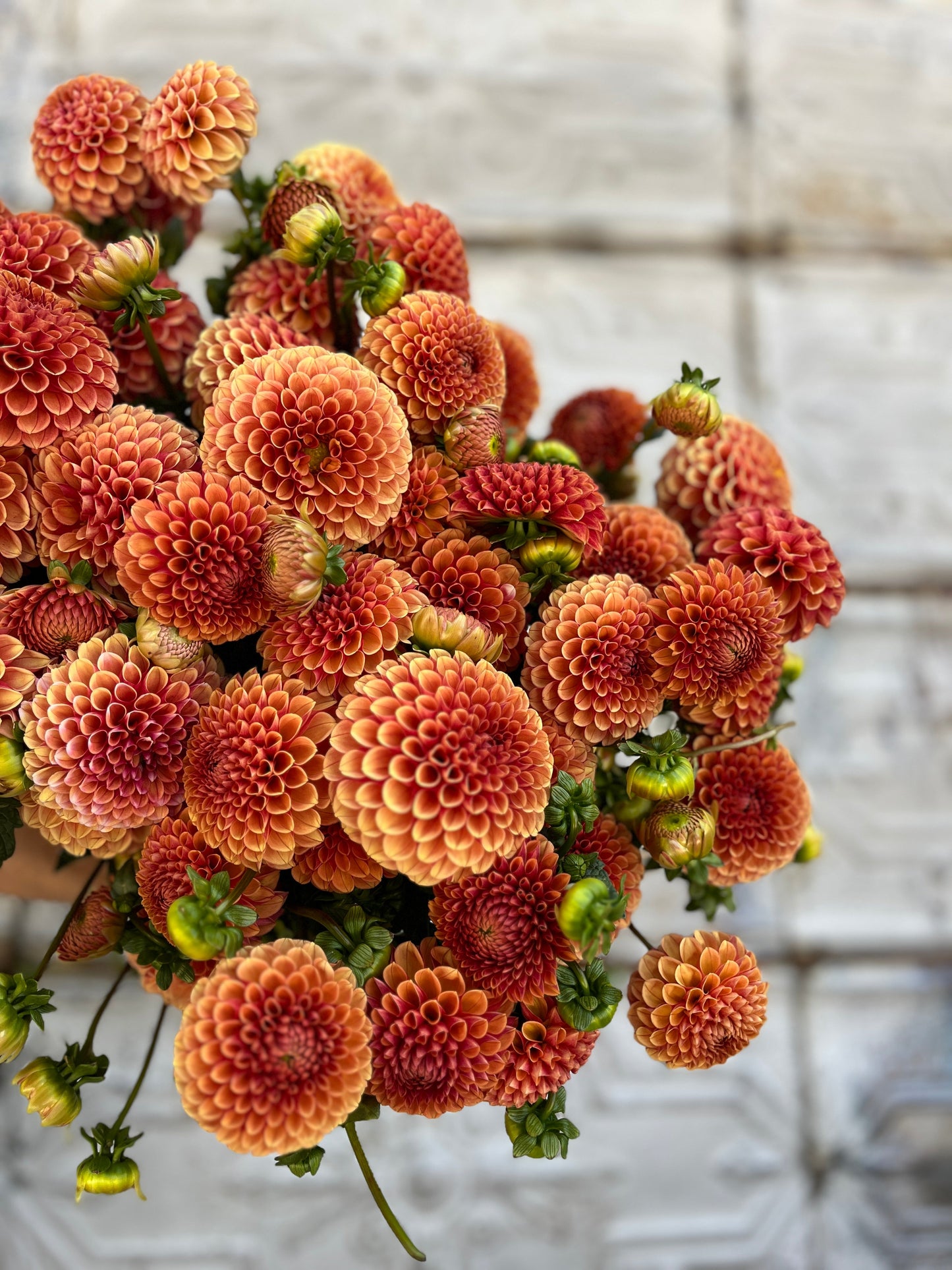 Dahlia Hy Suntan-3 Rooted Cuttings