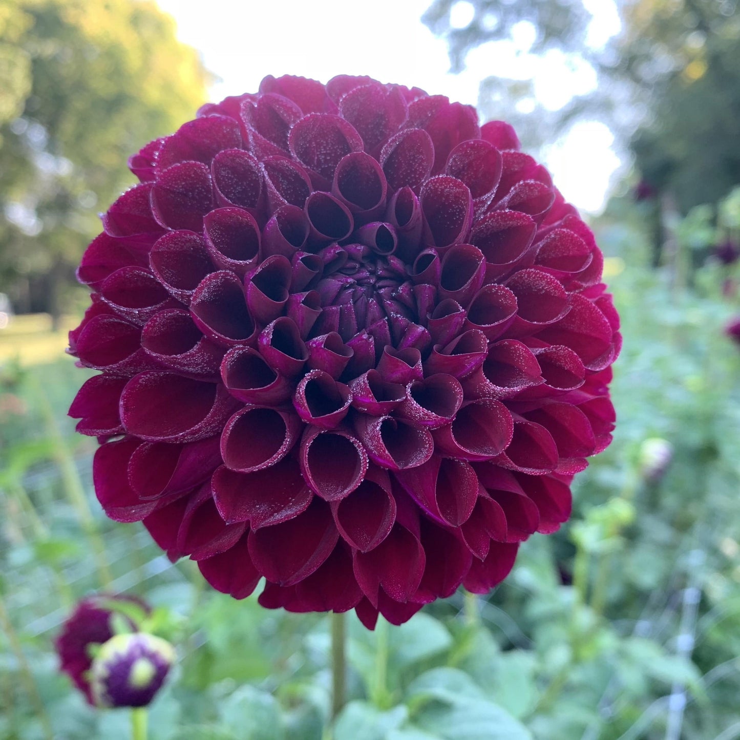 Dahlia Tuber Jessie G