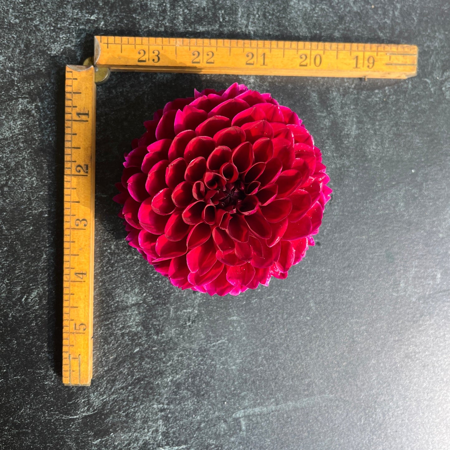 Dahlia Tuber Jessie G