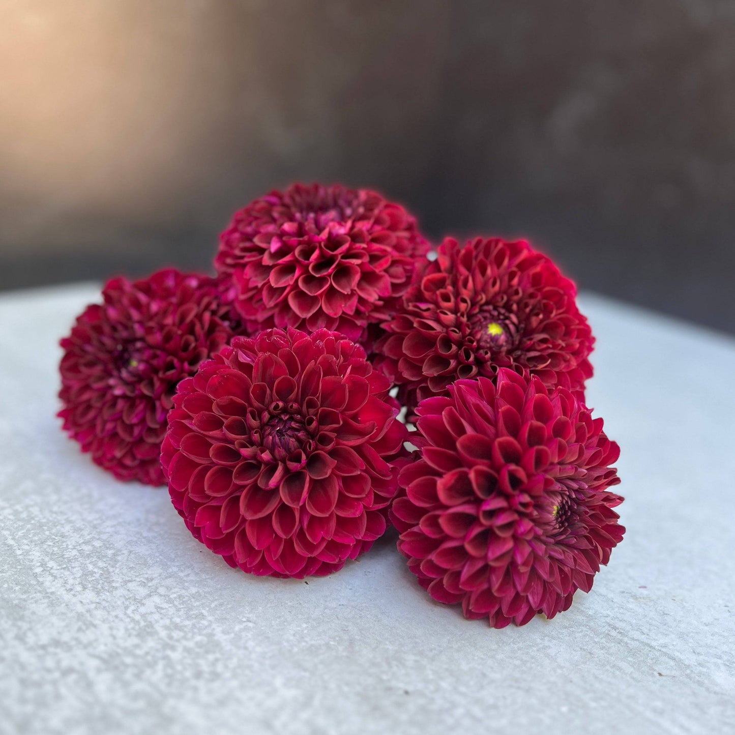 Dahlia Tuber Jessie G