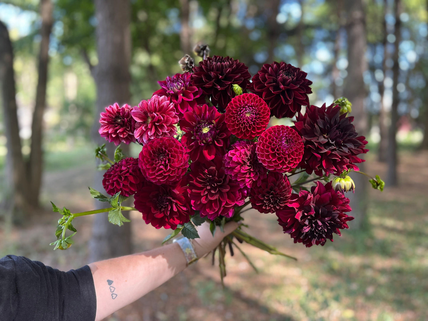 Dahlia Tuber Jessie G