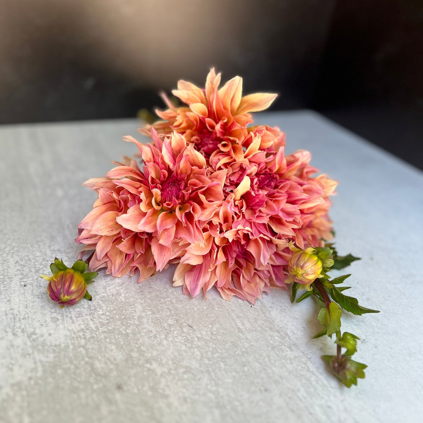 Dahlia Tuber Labyrinth