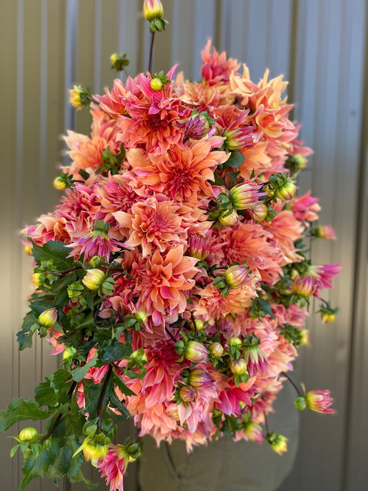 Dahlia Tuber Labyrinth