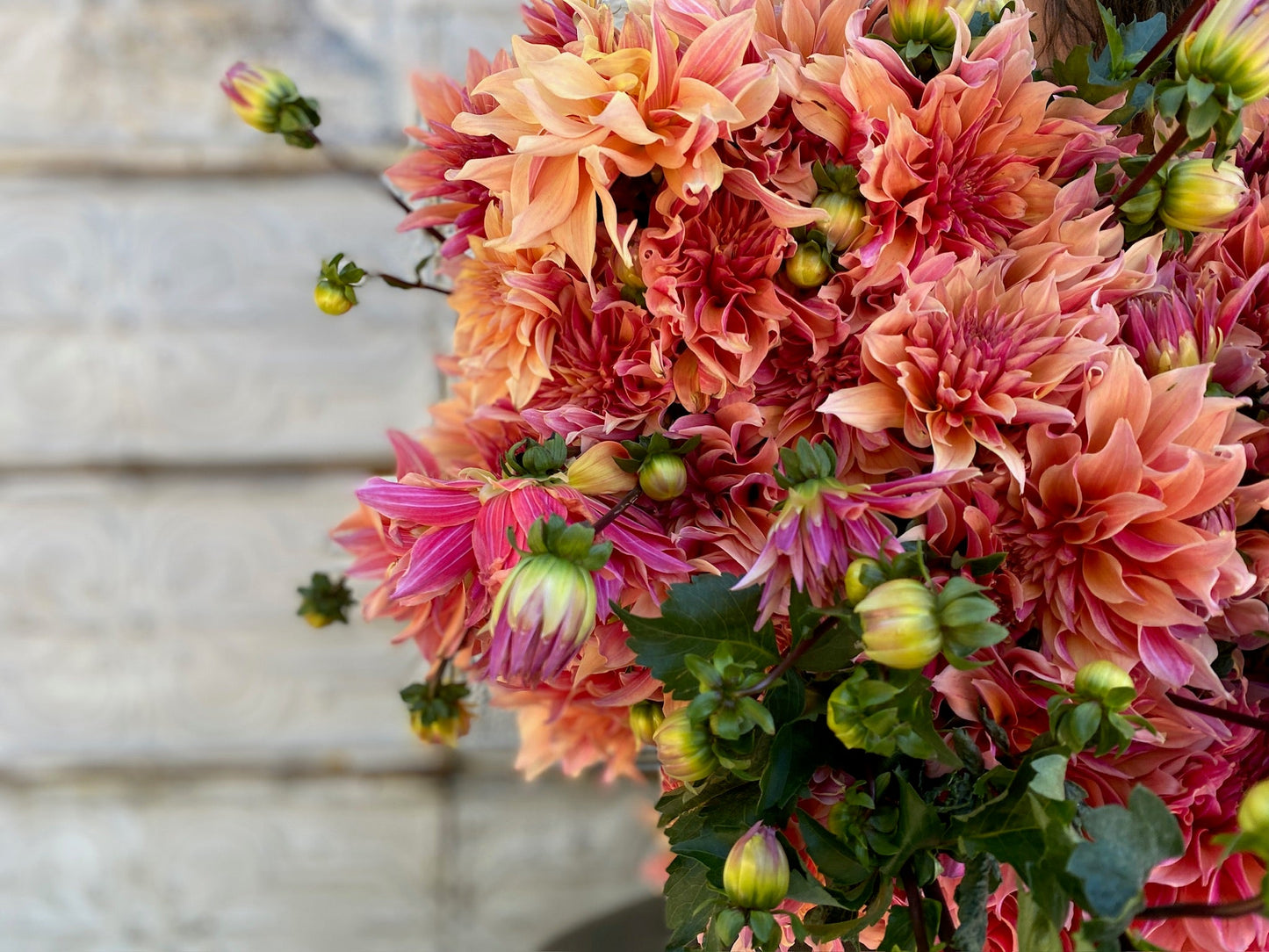 Dahlia Tuber Labyrinth