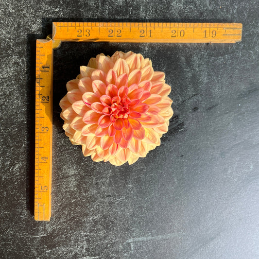 Dahlia Lark's Ebbe-3 Rooted Cuttings