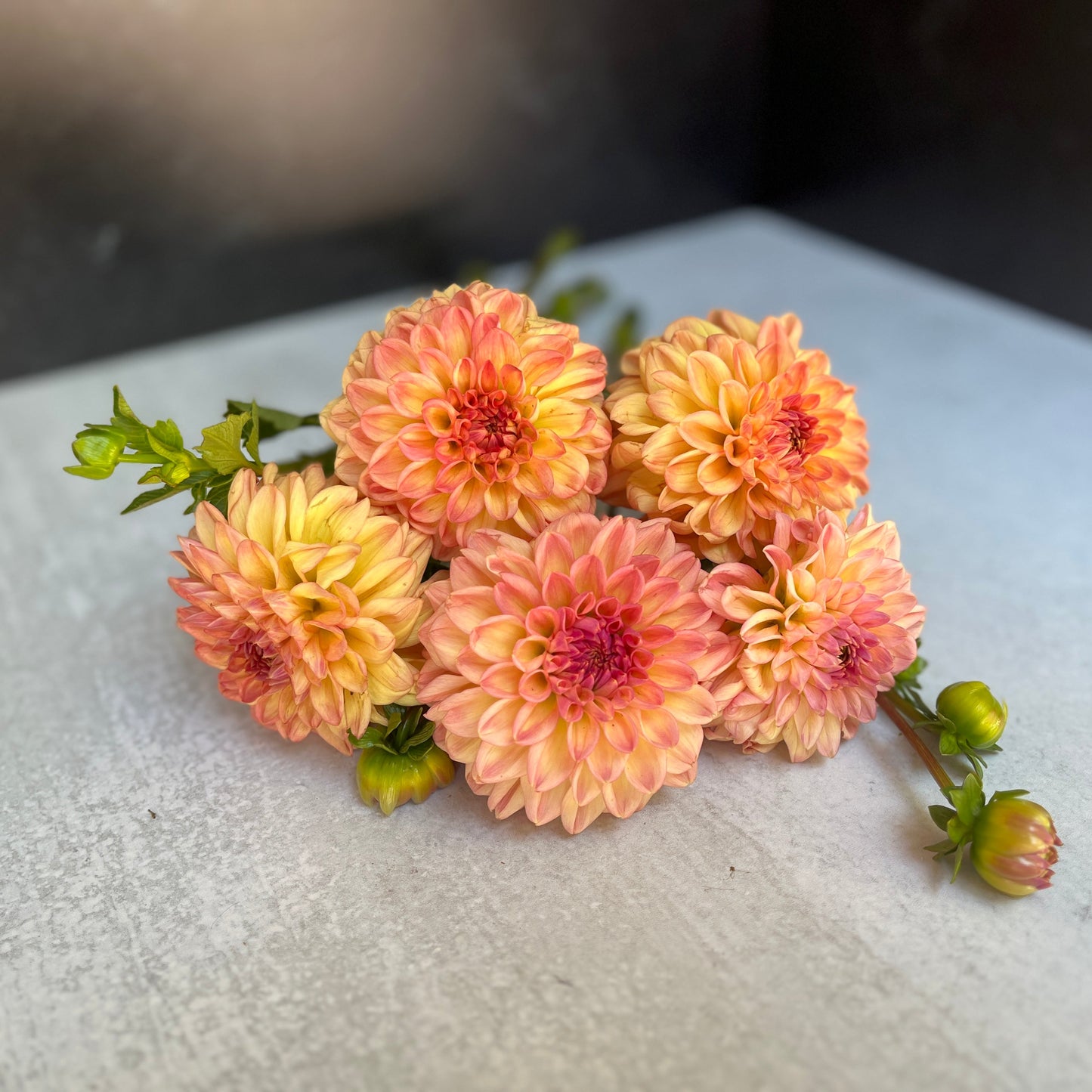 Dahlia Lark's Ebbe-3 Rooted Cuttings