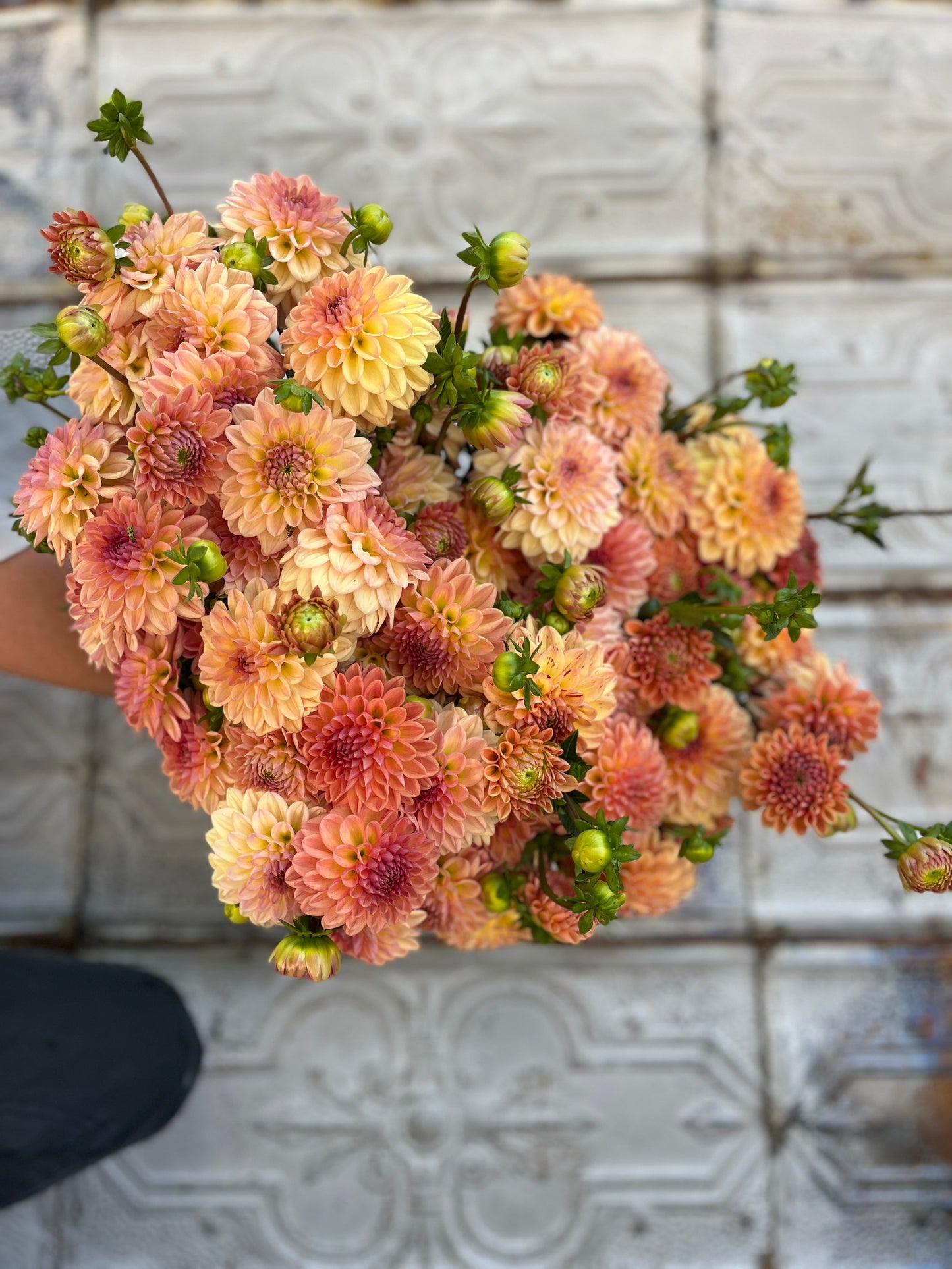 Dahlia Lark's Ebbe-3 Rooted Cuttings