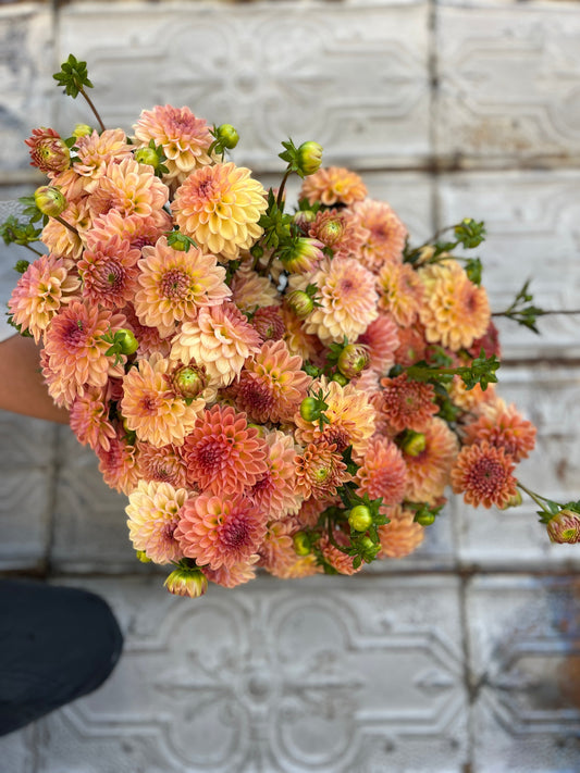 Dahlia Lark's Ebbe-3 Rooted Cuttings