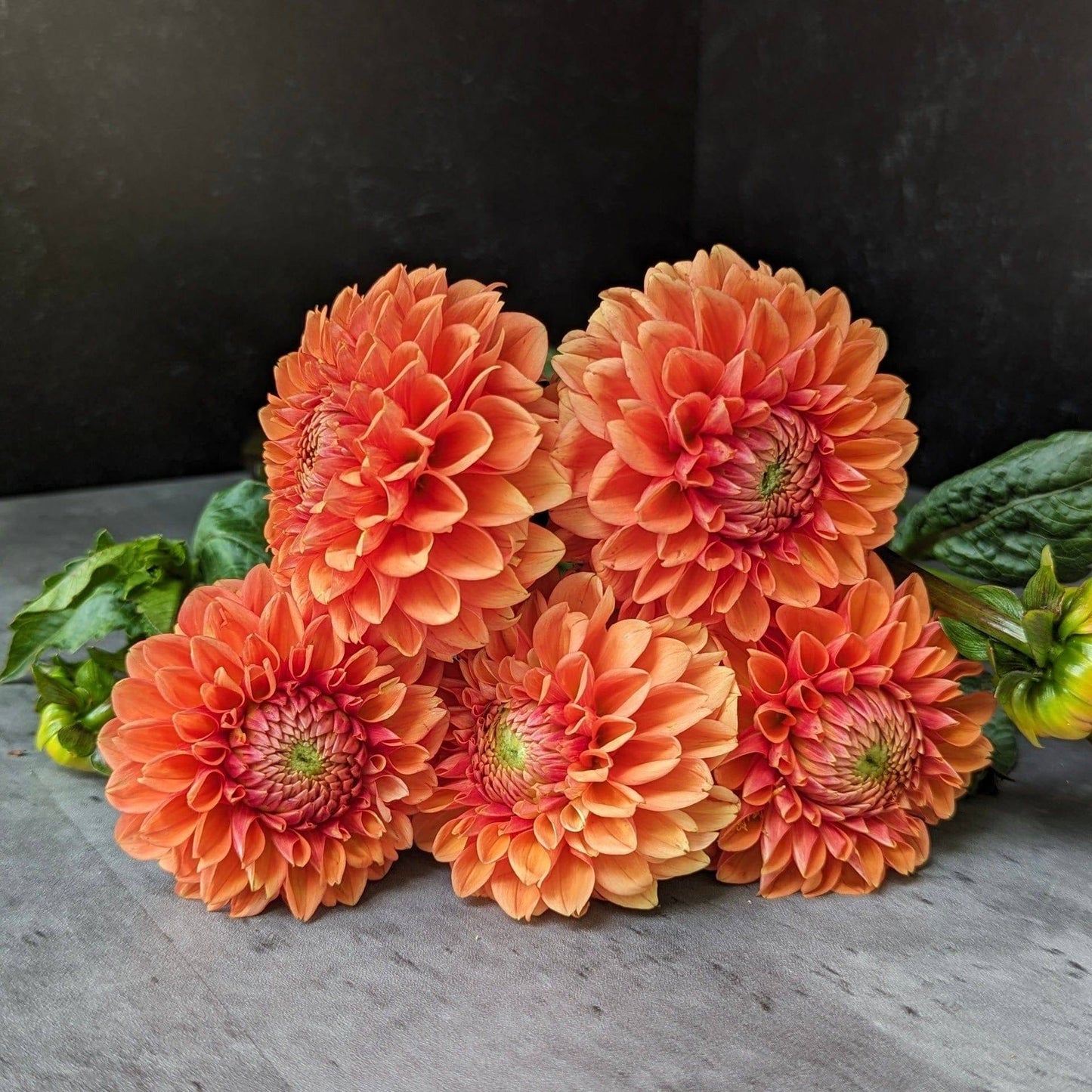 Dahlia Tuber Maarn