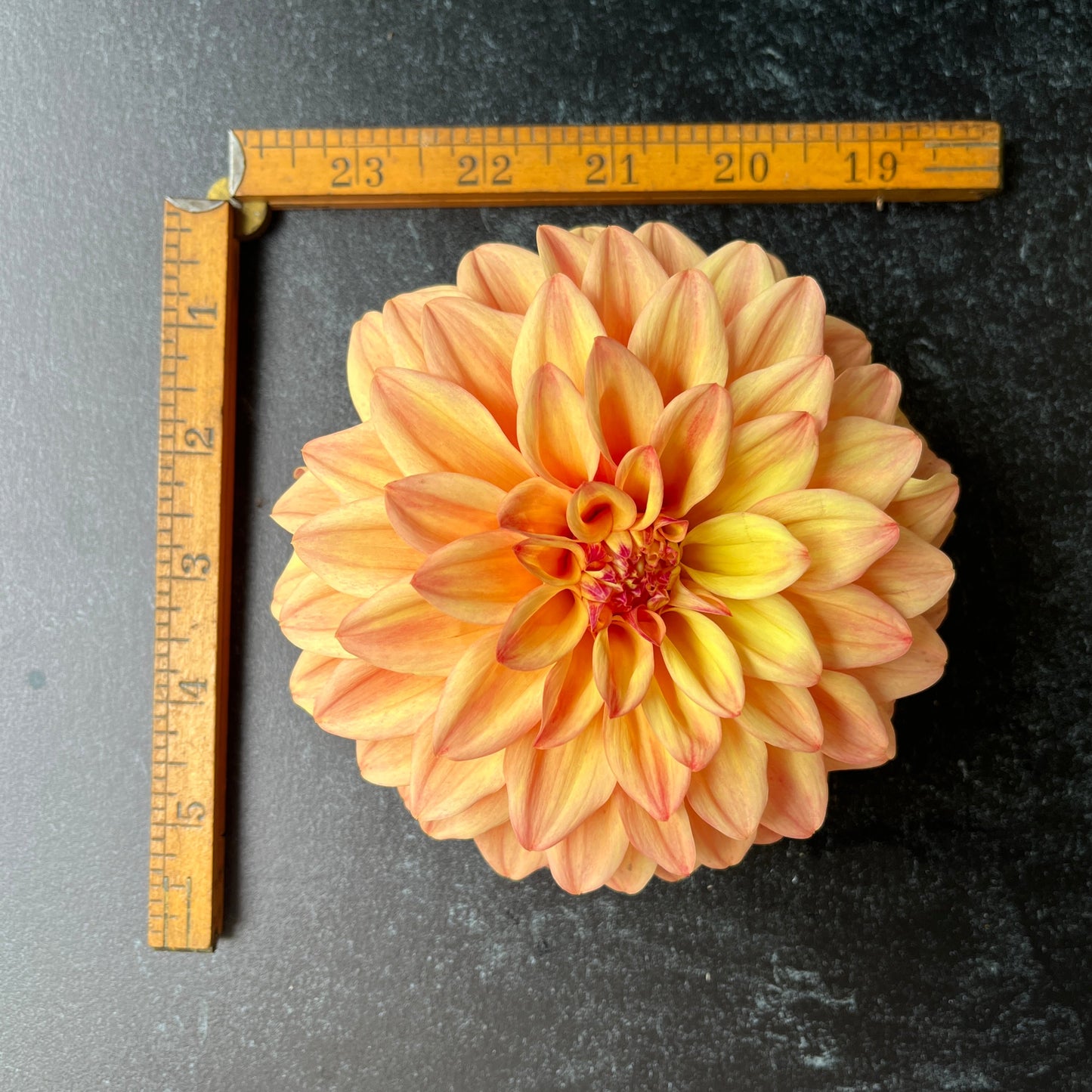 Dahlia Tuber Miss Amara