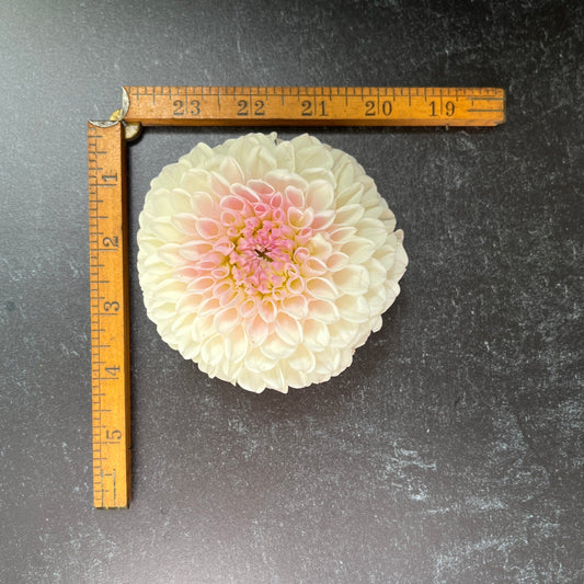 Dahlia Pink Pearl-3 Rooted Cuttings