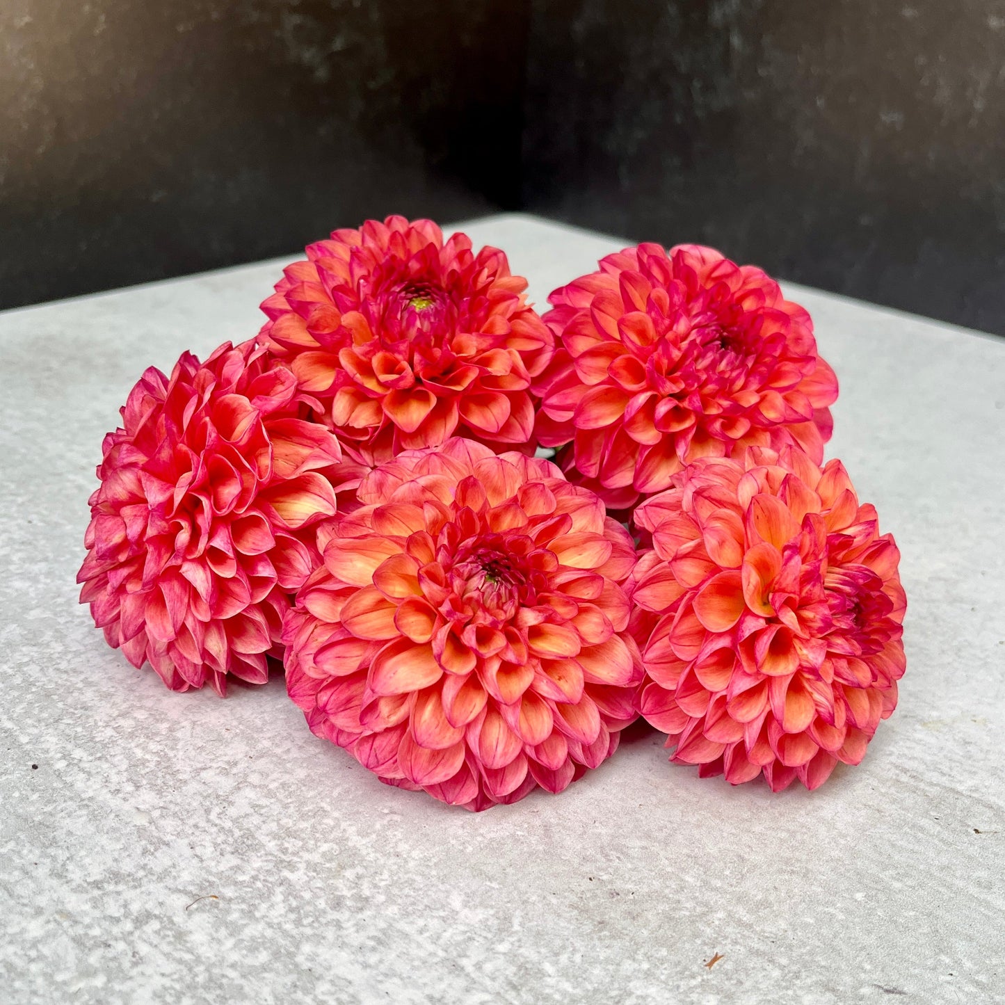 Dahlia Tuber Robin Hood