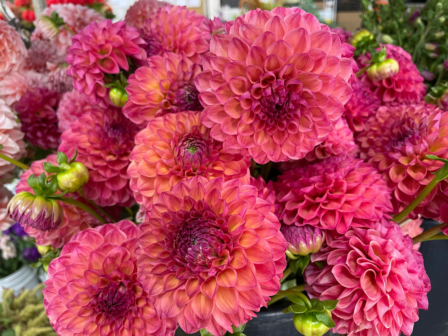 Dahlia Tuber Robin Hood