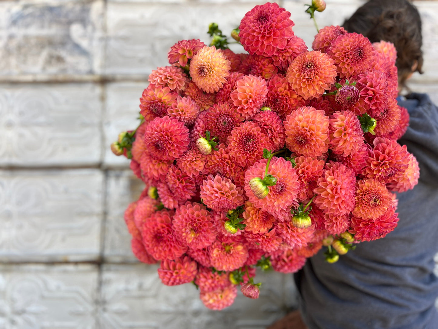 Dahlia Tuber Robin Hood