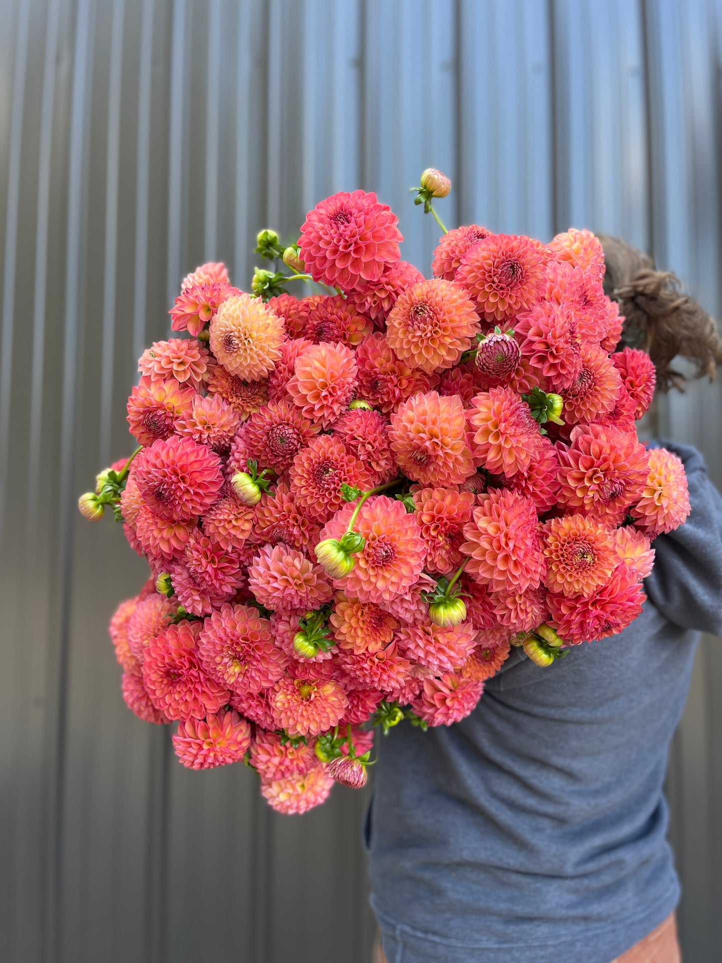 Dahlia Tuber Robin Hood