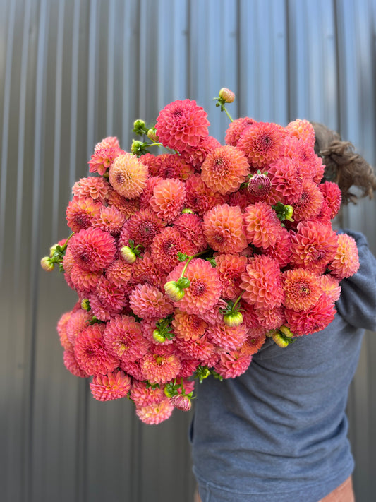 Dahlia Tuber Robin Hood