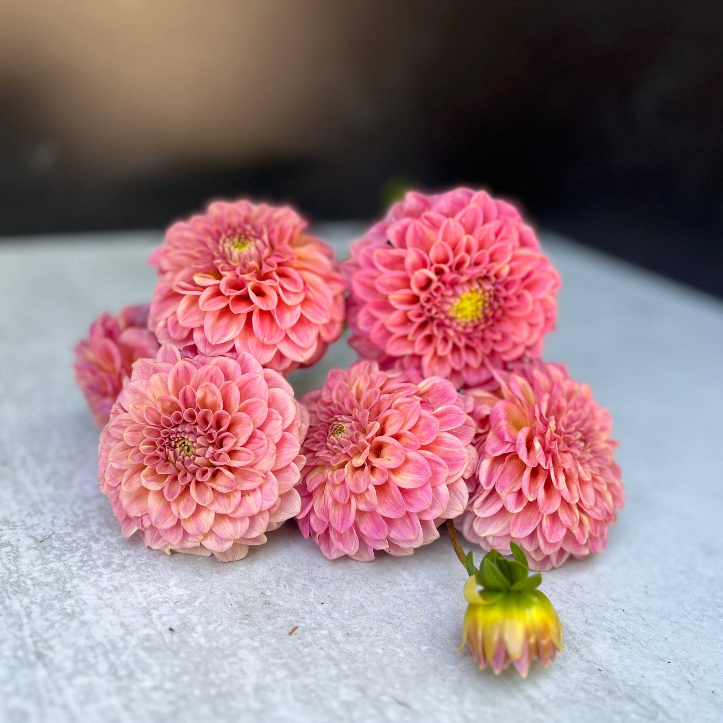 Dahlia Tuber Rock Run Ashley