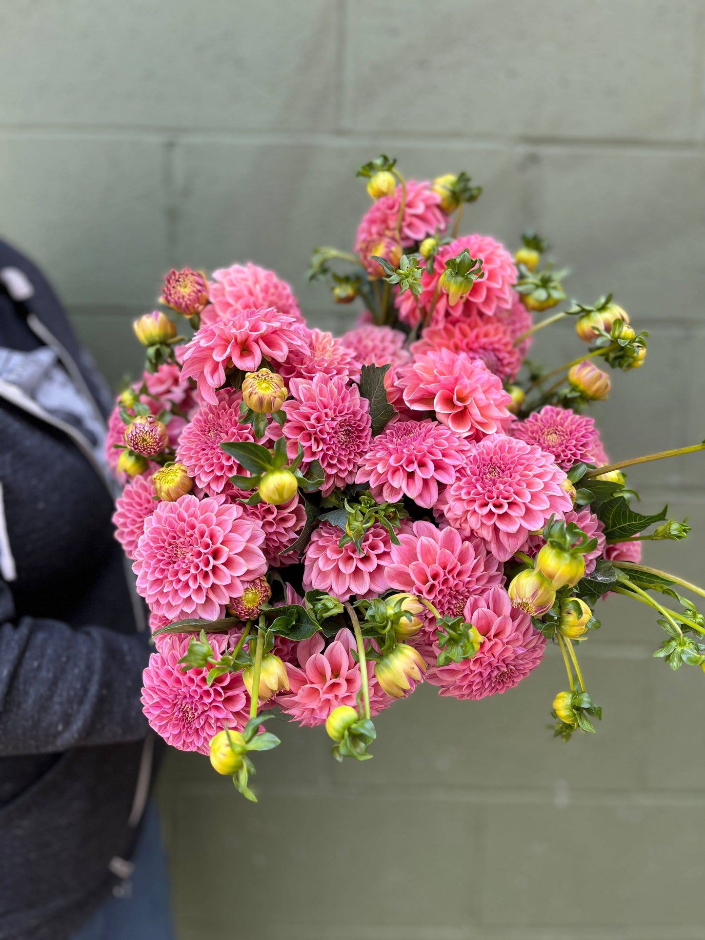 Dahlia Tuber Rock Run Ashley