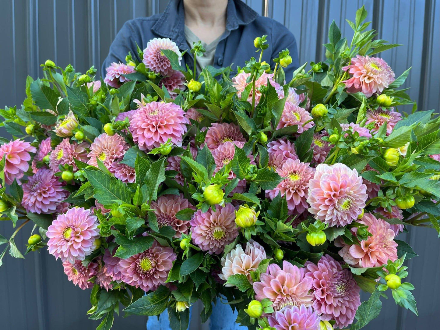 Dahlia Tuber Rock Run Ashley