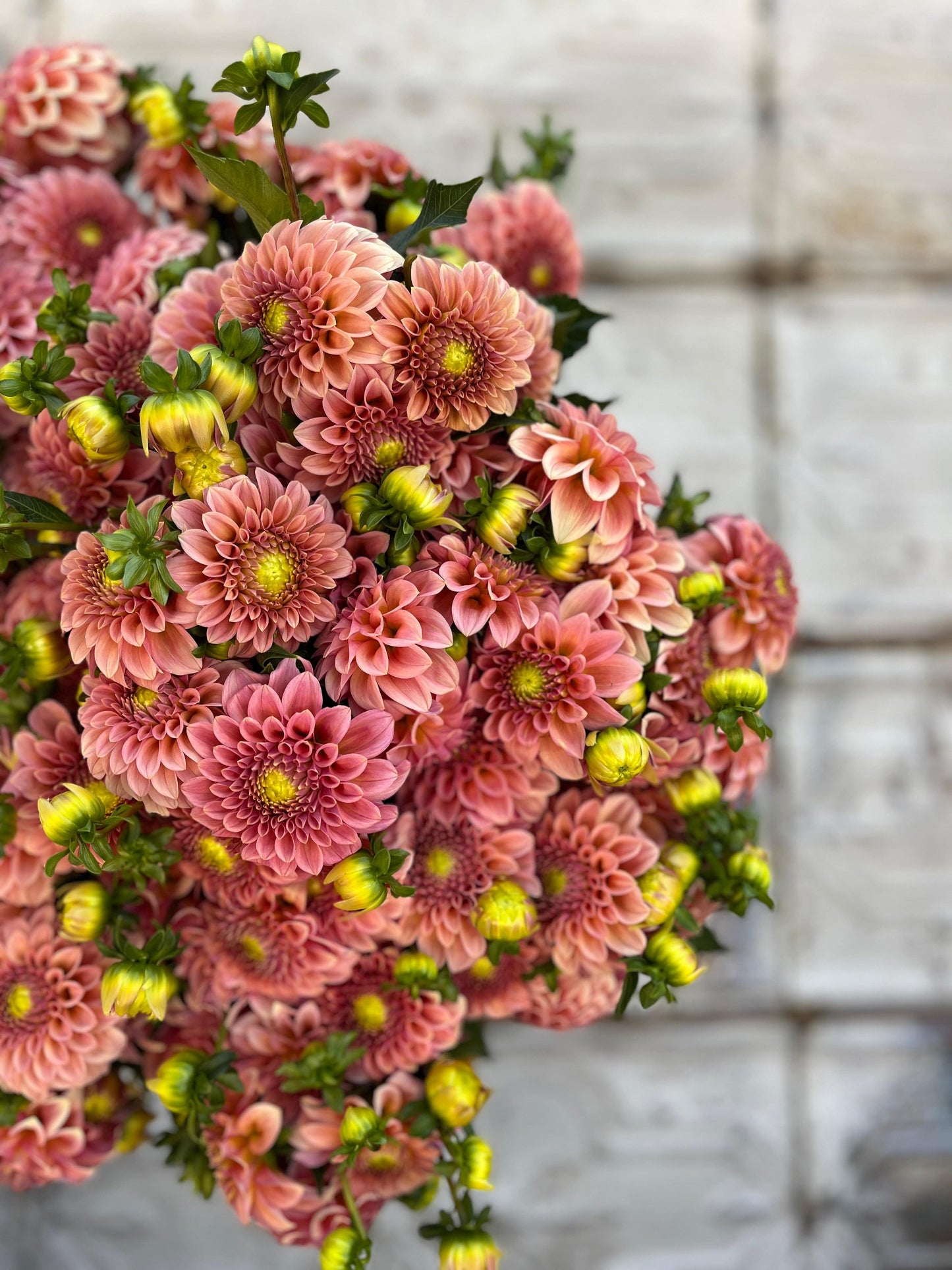 Dahlia Tuber Rock Run Ashley