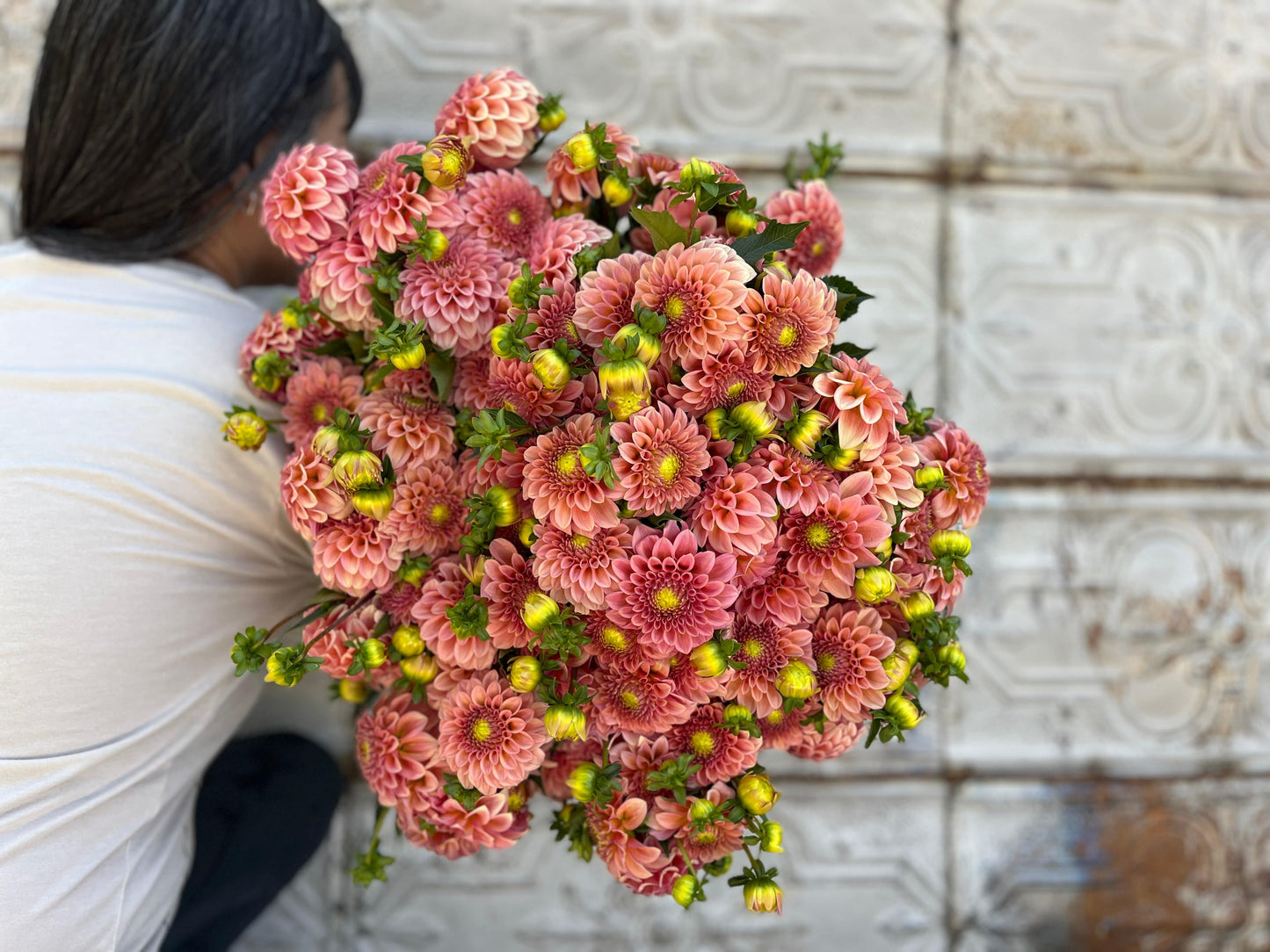 Dahlia Tuber Rock Run Ashley