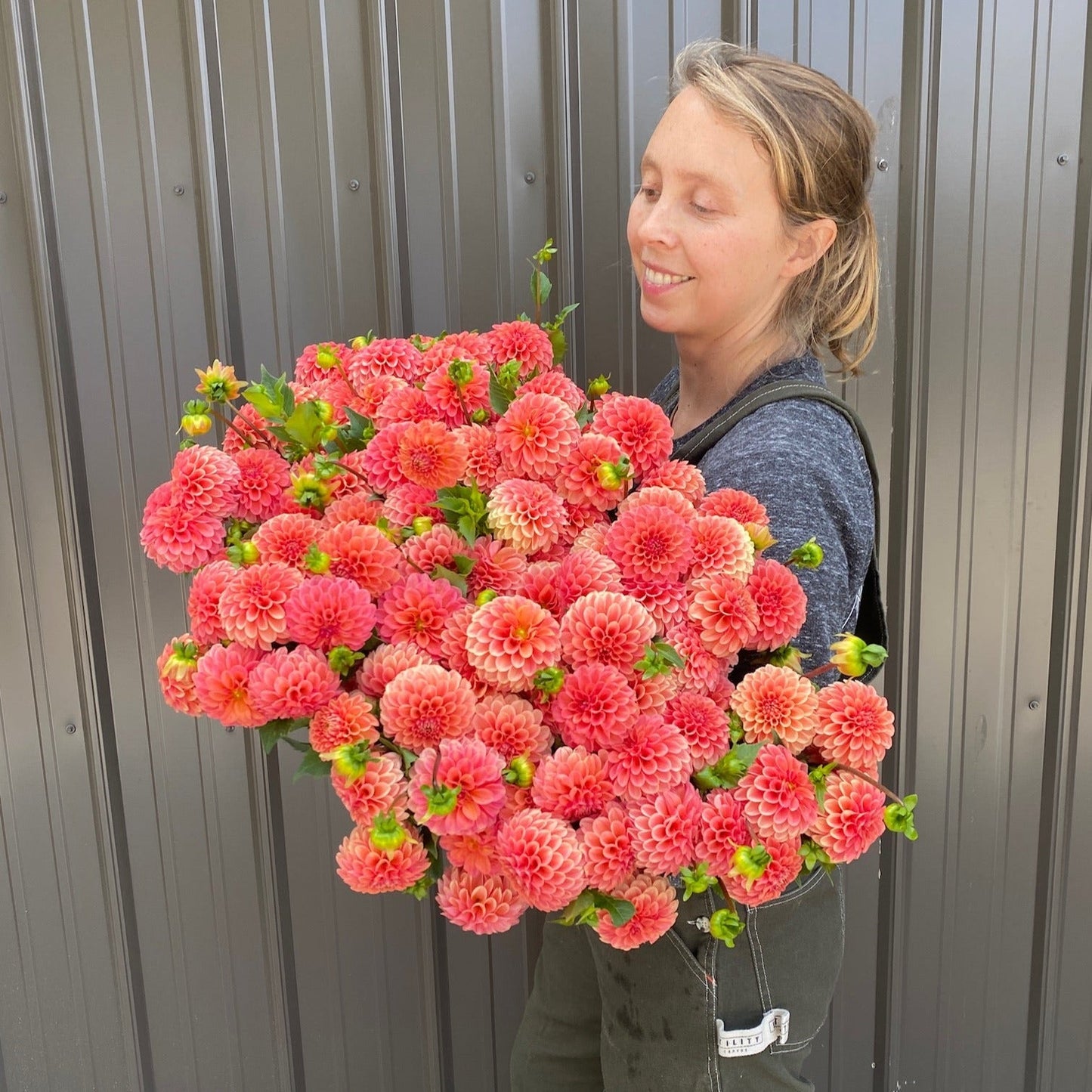 Dahlia Tuber Rose Toscano