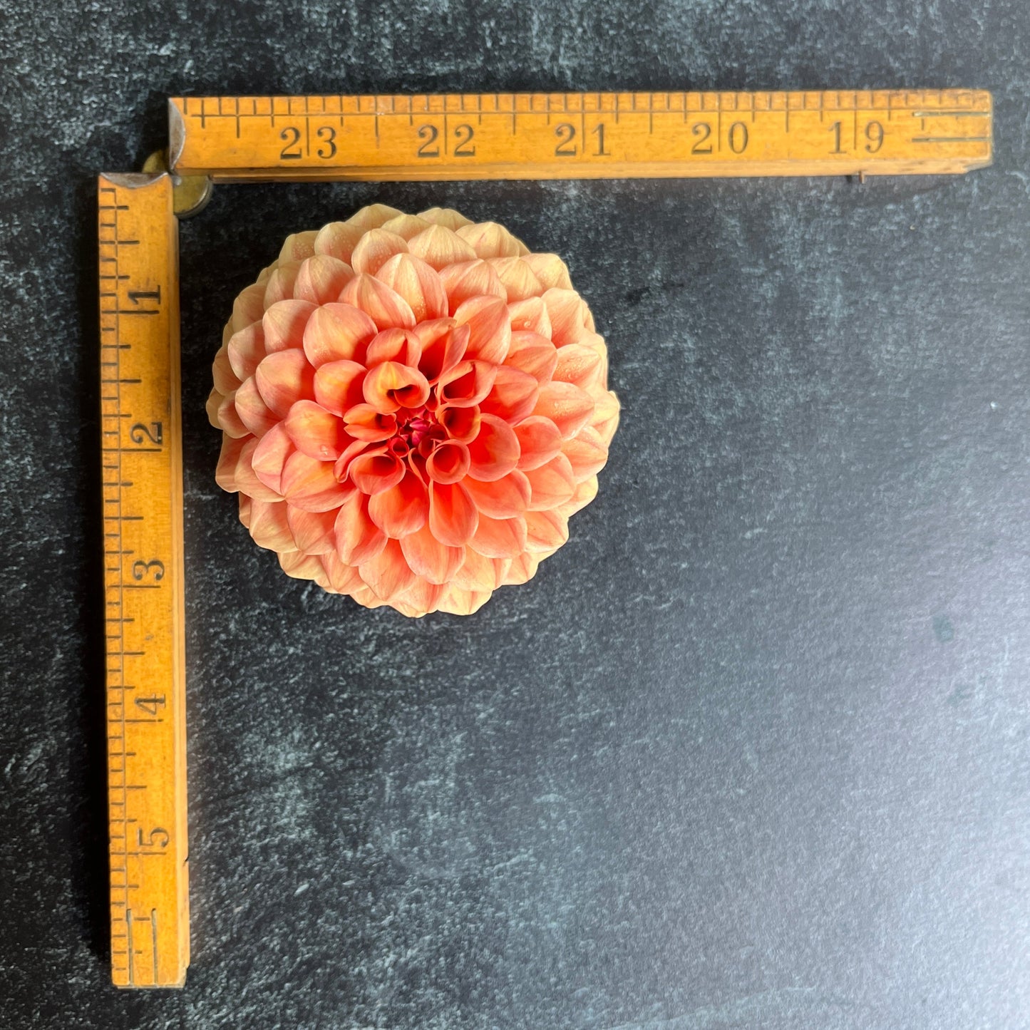 Dahlia Tuber Rose Toscano